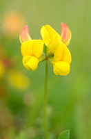 Gewone Rolklaver; Common Bird's-foot-trefoil; Lotus corniculatus