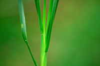 Bergbeemdgras - Broad-leaved Meadow-grass - Poa chaixii