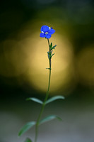 Rotsereprijs; Rock Speedwell; Veronica fruticans