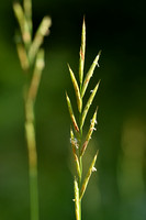 Gevinde kortsteel; Tor-grass; Brachypodium pinnatum