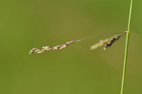 Stomp kweldergras; Reflexed Satlmarsh-grass; Puccinellia distans