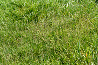 Stomp kweldergras; Reflexed Satlmarsh-grass; Puccinellia distans