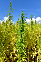 Hennep; Hemp; Cannabis sativa