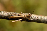 Bruine sprinkhaan; Field grasshopper; Chorthippus brunneus