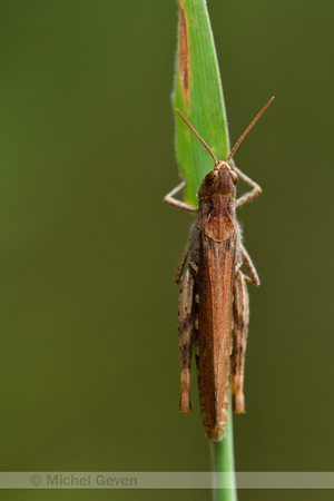 Bruine sprinkhaan; Field grasshopper; Chorthippus brunneus