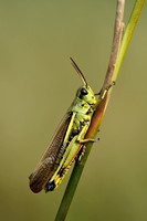 Moerassprinkhaan; Large marsh grasshopper; Stethophyma grossum