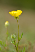 Knolboterbloem; Bulbous Buttercup; Ranunculus bolbosus