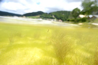 Draadfonteinkruid - Slender-leaved Pondweed - Potamogeton filiform