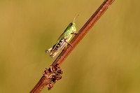 Krasser; Meadow Grasshopper; Pseudochorthippus parallelus