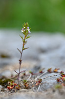 Irish Eyebright; Euphrasia salisburgensis