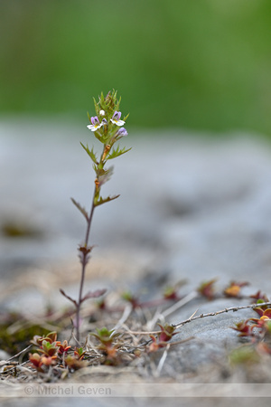 Irish Eyebright; Euphrasia salisburgensis