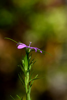 Legousia falcata