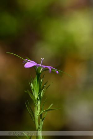 Legousia falcata