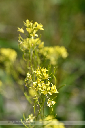 Watercress-leaved Rocket; Erucastrum nasturtiifolium