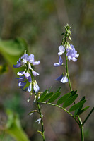 Galega; Goat's-Rue; Galega officinalis