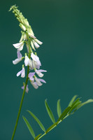 Galega - Goat's-rue - Galega officinalis