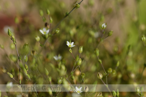 Gewone Zandmuur; Thyme-leaved Sandwort; Arenaria serpyllifolia