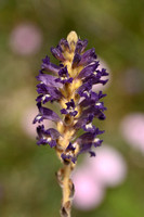 Orobanche lavandulacea