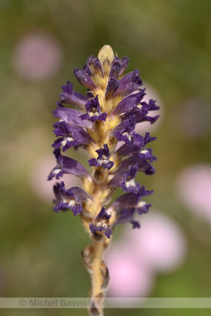 Orobanche lavandulacea