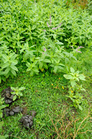 Hertsmunt;Horsemint;Mentha longifolia