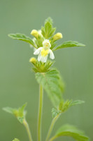 Bleekgele Hennepnetel; Downy Hemp Nettle; Galeopsis segetum