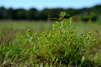 Knikkend tandzaad; Nodding Bur-marigold; Bidens cernua