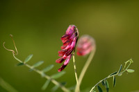 Vicia atropurpurea