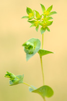 Doorwas - Thorowax - Bupleurum rotundifolium