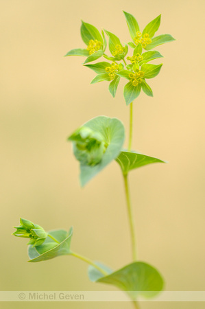 Doorwas; Thorowax; Bupleurum rotundifolium;