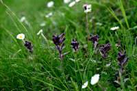 Alpenhelm; Alpine Bartsia; Bartsia alpina