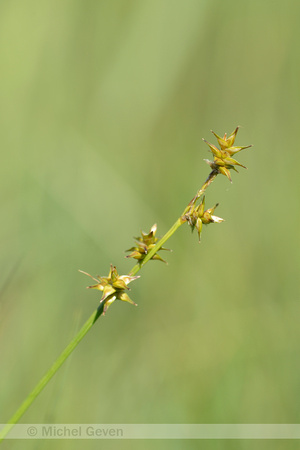 Sterzegge; Star sedge; Carex echinata