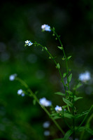 Krom stekelzaad - Nodding Stickseed - Hackelia deflexa