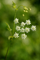 Dolle Kervel; Rough Chervil; Chaerophyllum temulum