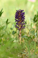 Orobanche lavandulacea