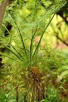 Monizia edulis - Daucus edulis