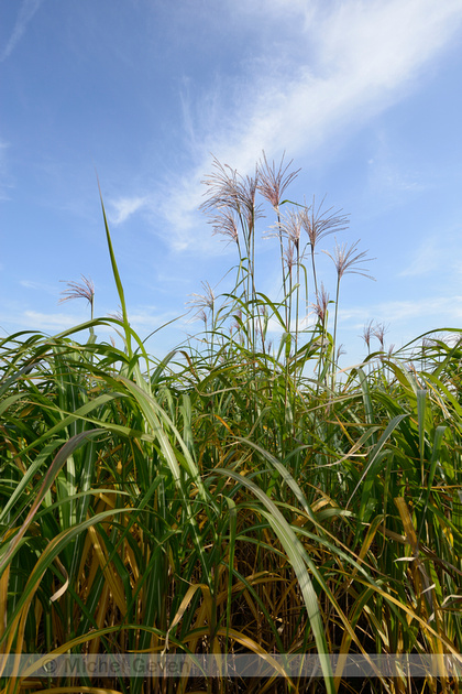 Michel Geven Natuurfotografie | Olifantsgras - Elephant grass ...