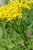 Rivierkruiskruid; Broad-leaved Ragwort; Senecio sarracenicus