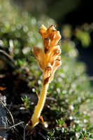 Tijmbremraap; Orobanche reticulata; Thyme Broomrape
