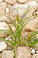 Geelgroene zegge; Yellow Sedge; Carex oederi subsp. oedocarpa