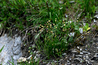 Juncus triglumis