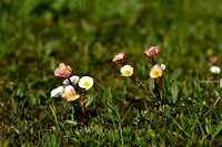 Gletsjerboterbloem; Ranunculus glacialis