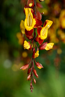 Acanthaceae