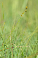 Sterzegge; Star sedge; Carex echinata