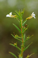 Genadekruid; Hedge Hyssop; Gratiola officinalis