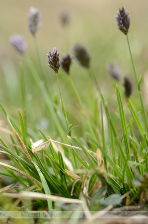 Blauwgras; Blue Moor Grass; Sesleria albicans