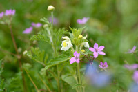 Bleekgele Hennepnetel; Downy Hemp Nettle; Galeopsis segetum