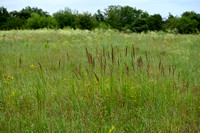 Duinriet; Wood Small-reed; Calamagrostis epigeios