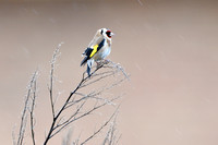 Putter - European Goldfinch - Carduelis carduelis