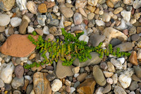 Kaal Breukkruid; Herniaria glabra; Smooth Rupturewort
