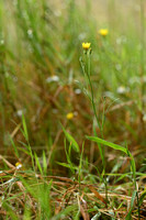 Smal Streepzaad; Narrow-leaved Hawk's-beard; Crepis tectorum